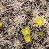 Echinocereus maritimus JL84247 San Quintin BC, Mexico.jpg